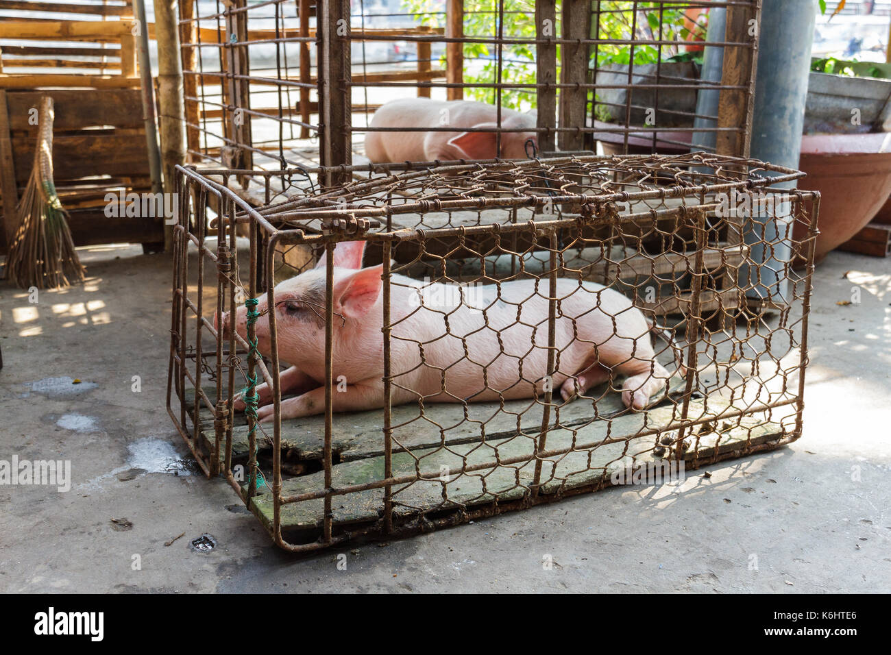 Captive pig rests in a small cage in Nga Bay, Vietnam Stock Photo