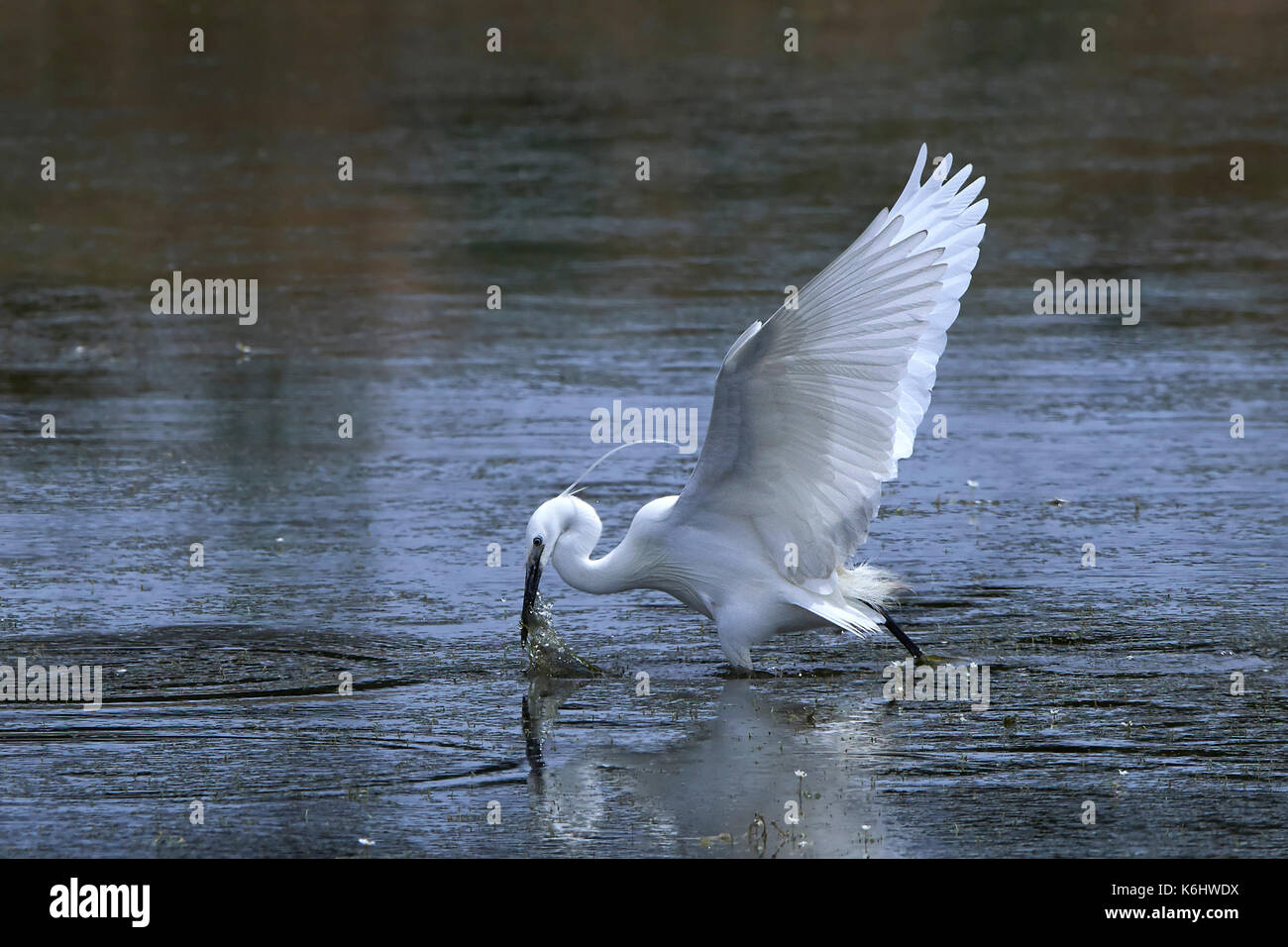 Little Egret Hunting Fish In Its Natural Habitat Stock Photo Alamy little-egret-hunting-fish-in-its-natural-habitat-stock-photo-alamy