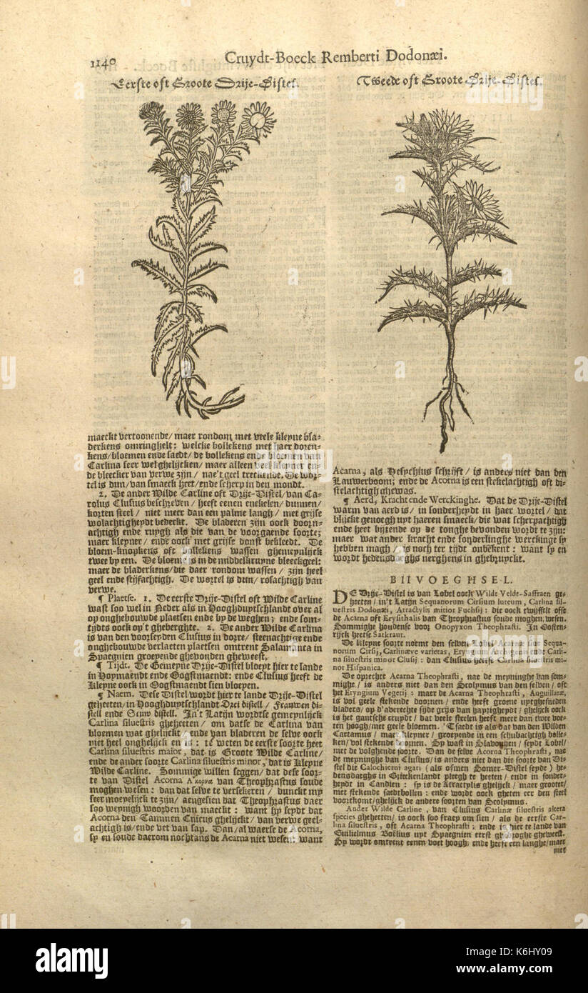 Cruydt boeck Remberti Dodonaei volghens sijne laetste verbeteringhe (Page 1140) BHL7448594 Stock Photo