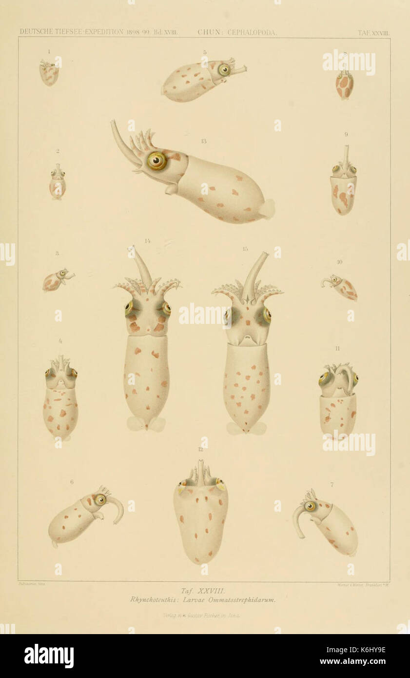 Die Cephalopoden (6286439418 Stock Photo Alamy