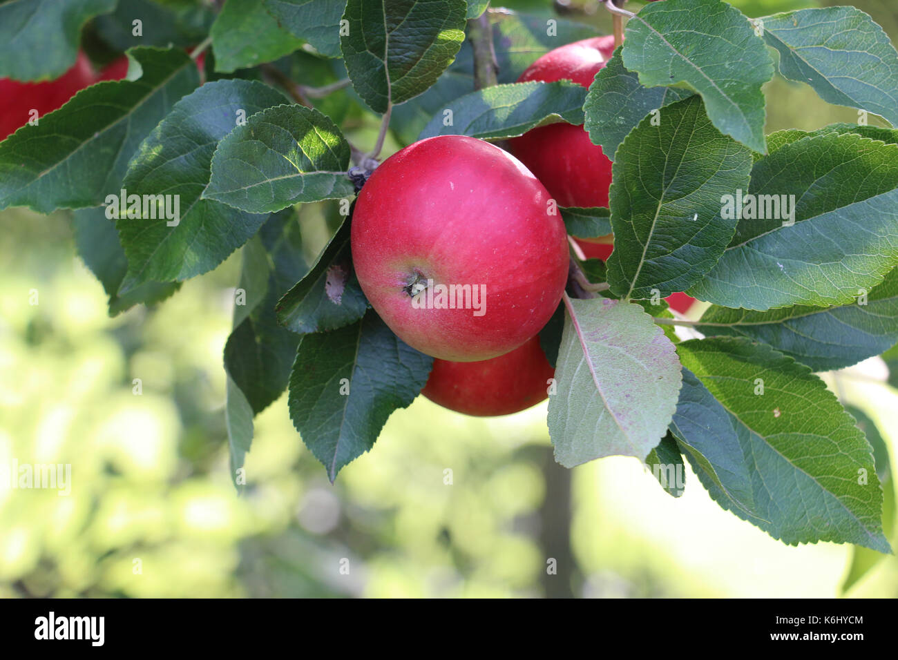 Red Discovery Apple fruits, Malus domestica, hanging on the branch of an apple tree in late summer, Shropshire, England. Stock Photo