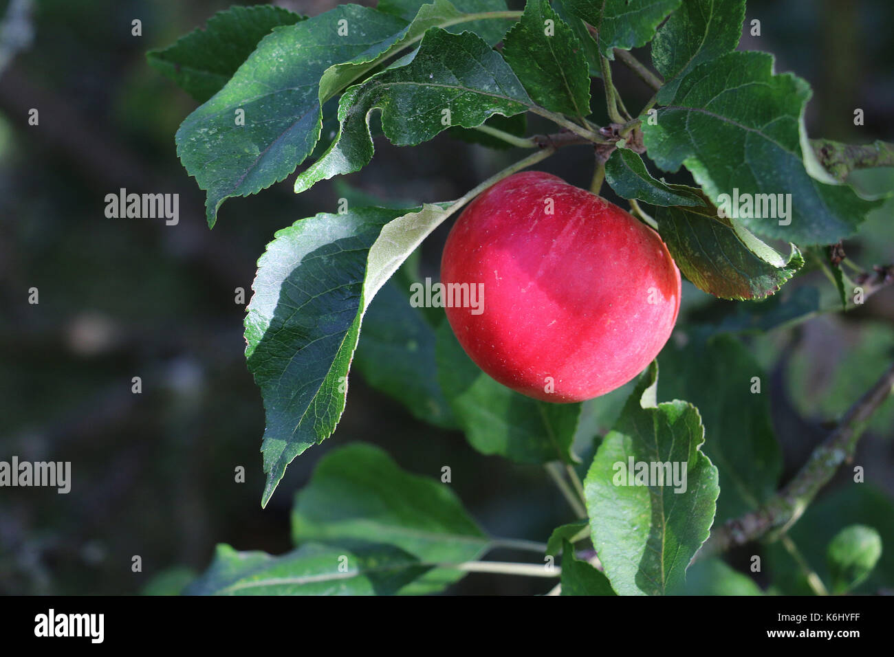 Single ripe red Discovery Apple fruit, Malus domestica, on an apple tree branch in late summer, Shropshire, England. Stock Photo