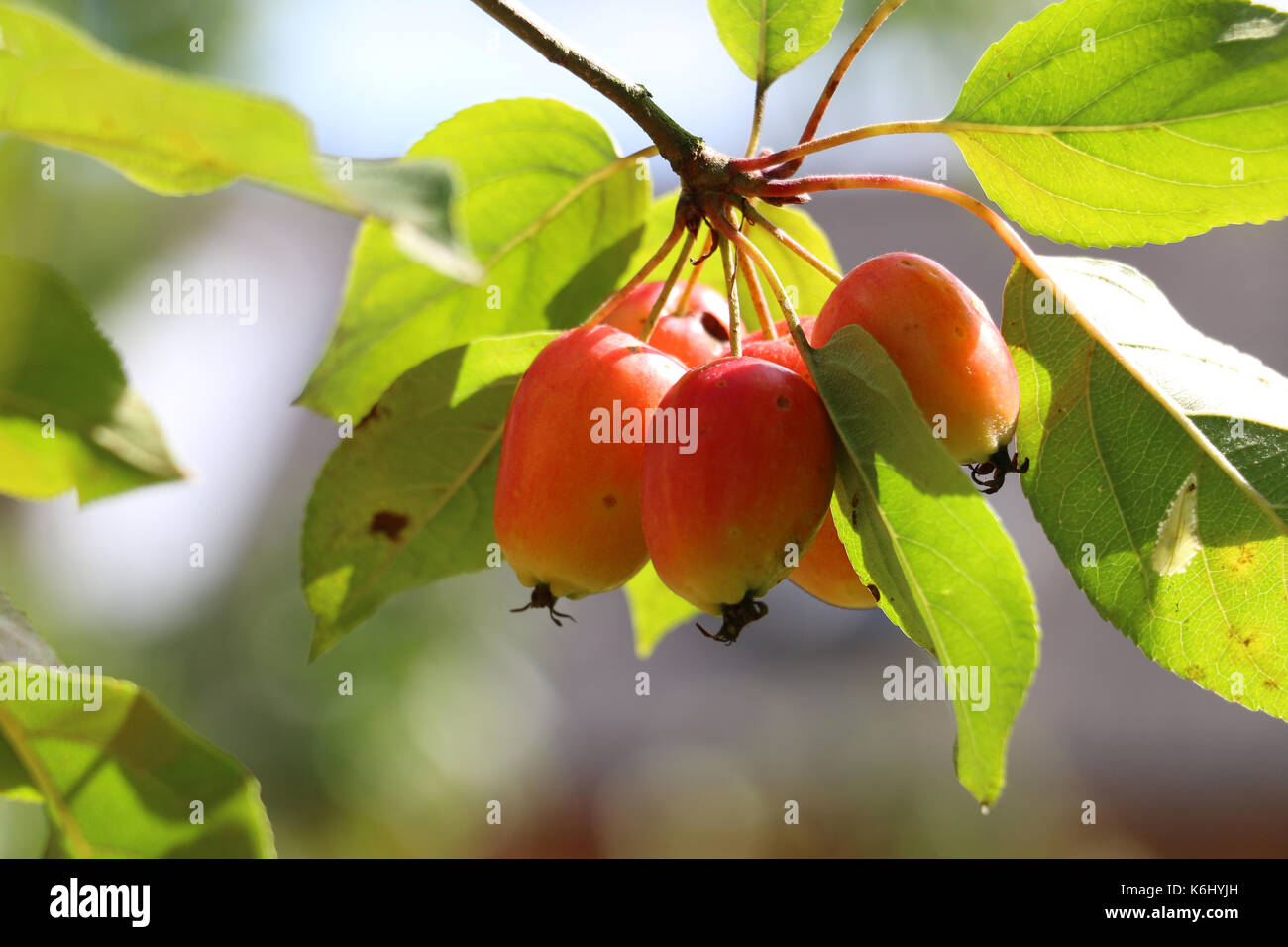 Crab apples, Malus 'John Downie' ripening on a crab apple tree branch