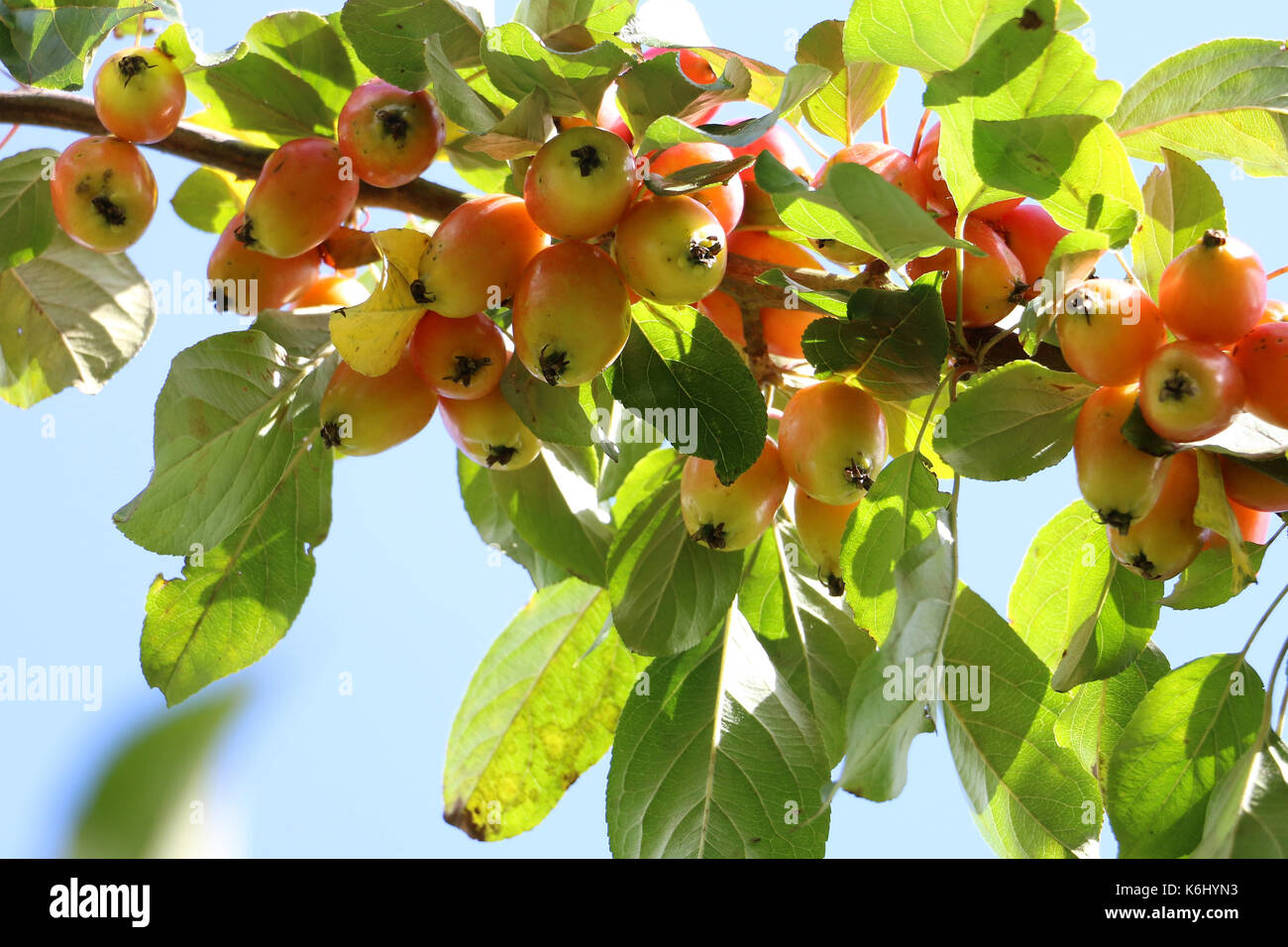 Crab apples, Malus 'John Downie, hanging on the branch of a crab apple