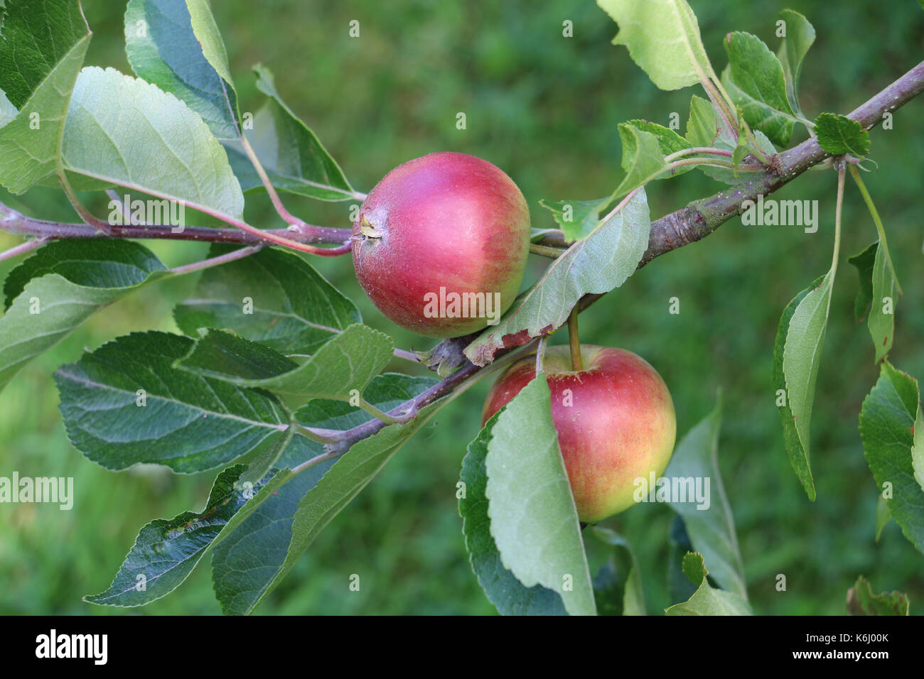 Two red Discovery Apples, Malus domestica fruit, on an apple tree branch in late summer, Shropshire, England. Stock Photo
