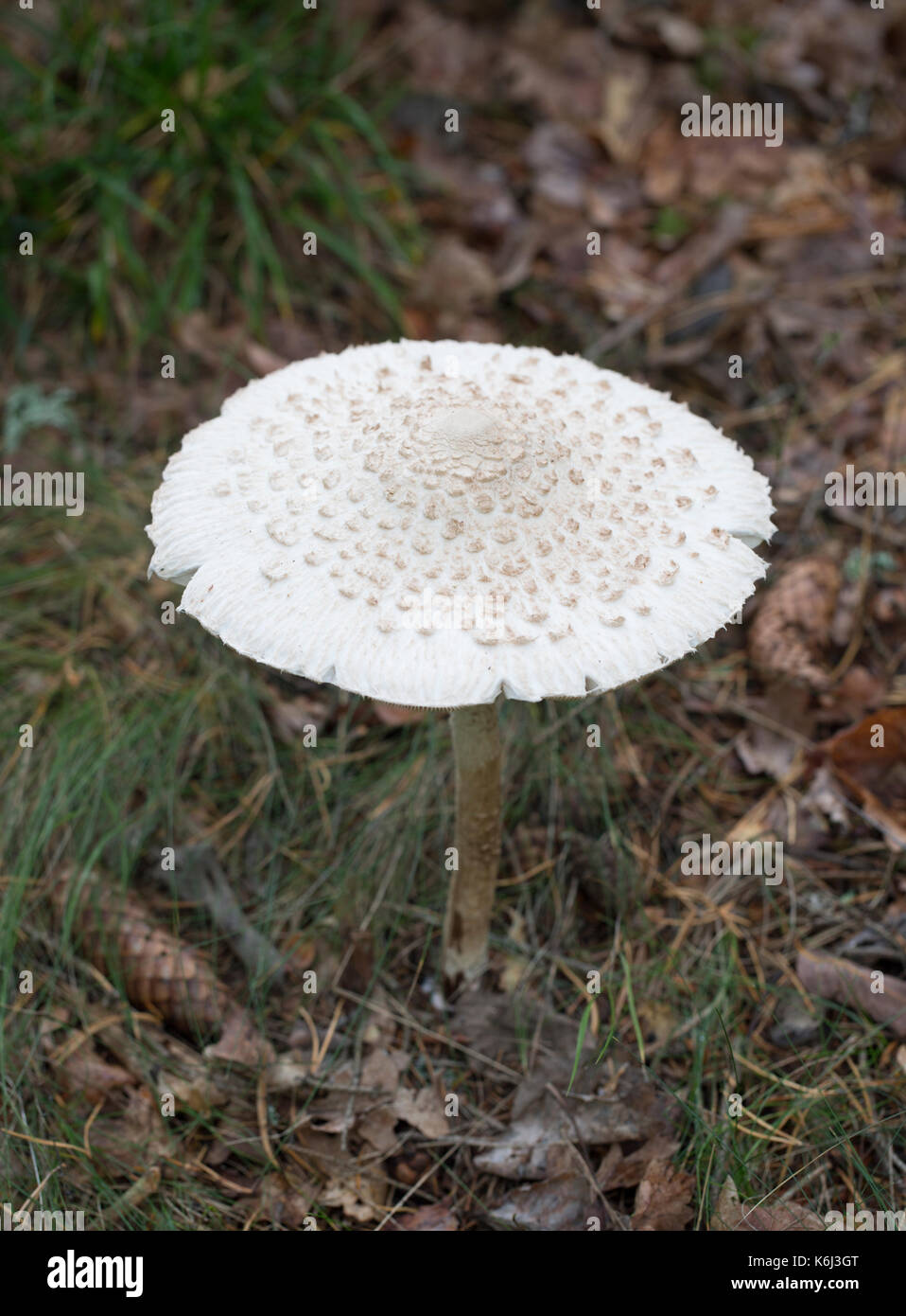 A parasol mushroom Stock Photo