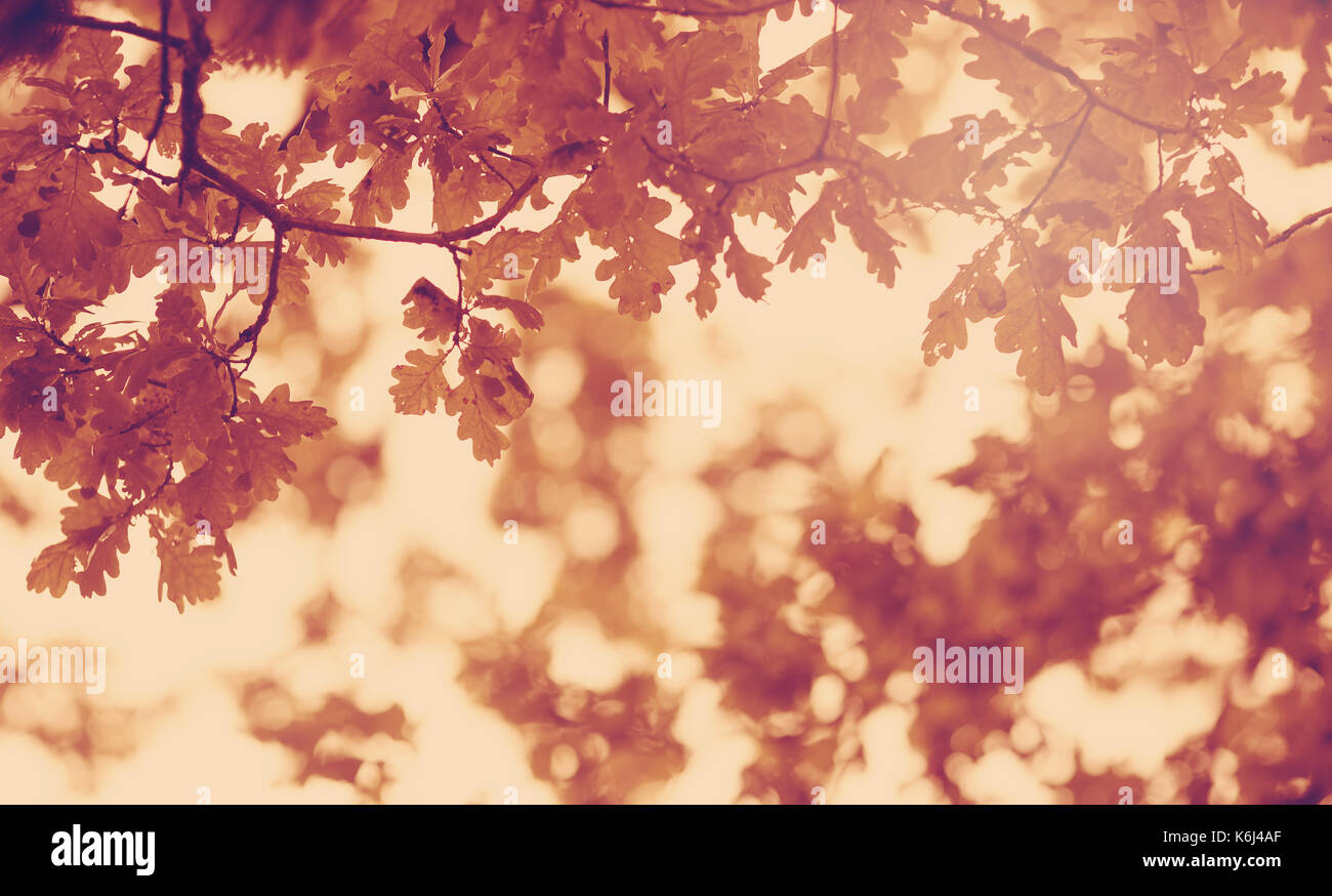 Oak branch leaves silhouette hi-res stock photography and images - Alamy
