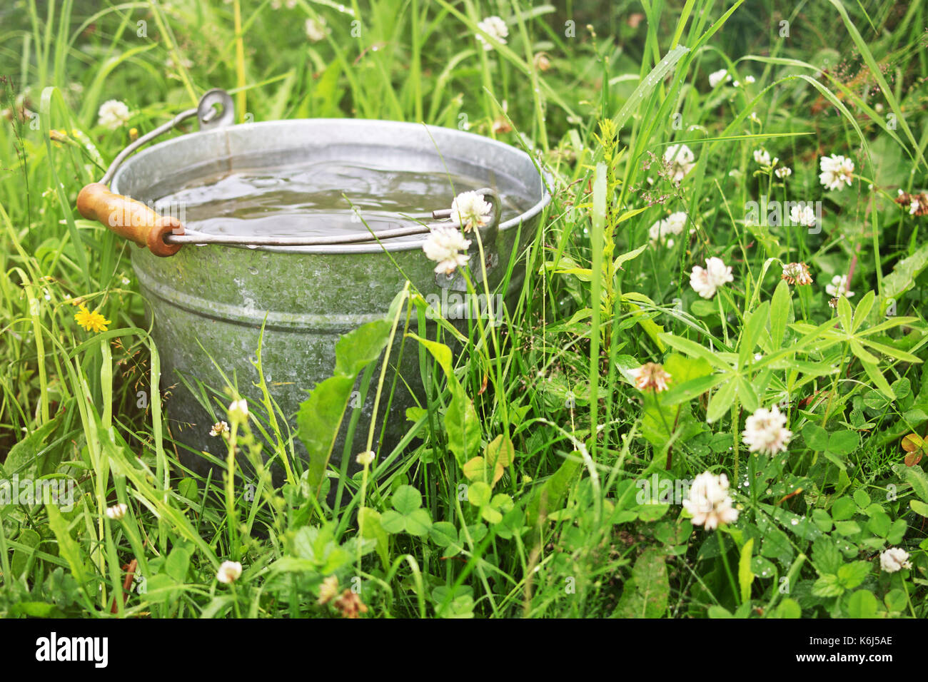 It is raining. Bucket with rain water in the grass Stock Photo