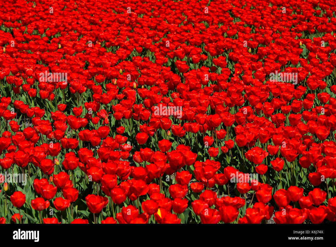 Blooming tulip field in the area of Bollenstreek, Noordwijkerhout, Netherlands Stock Photo
