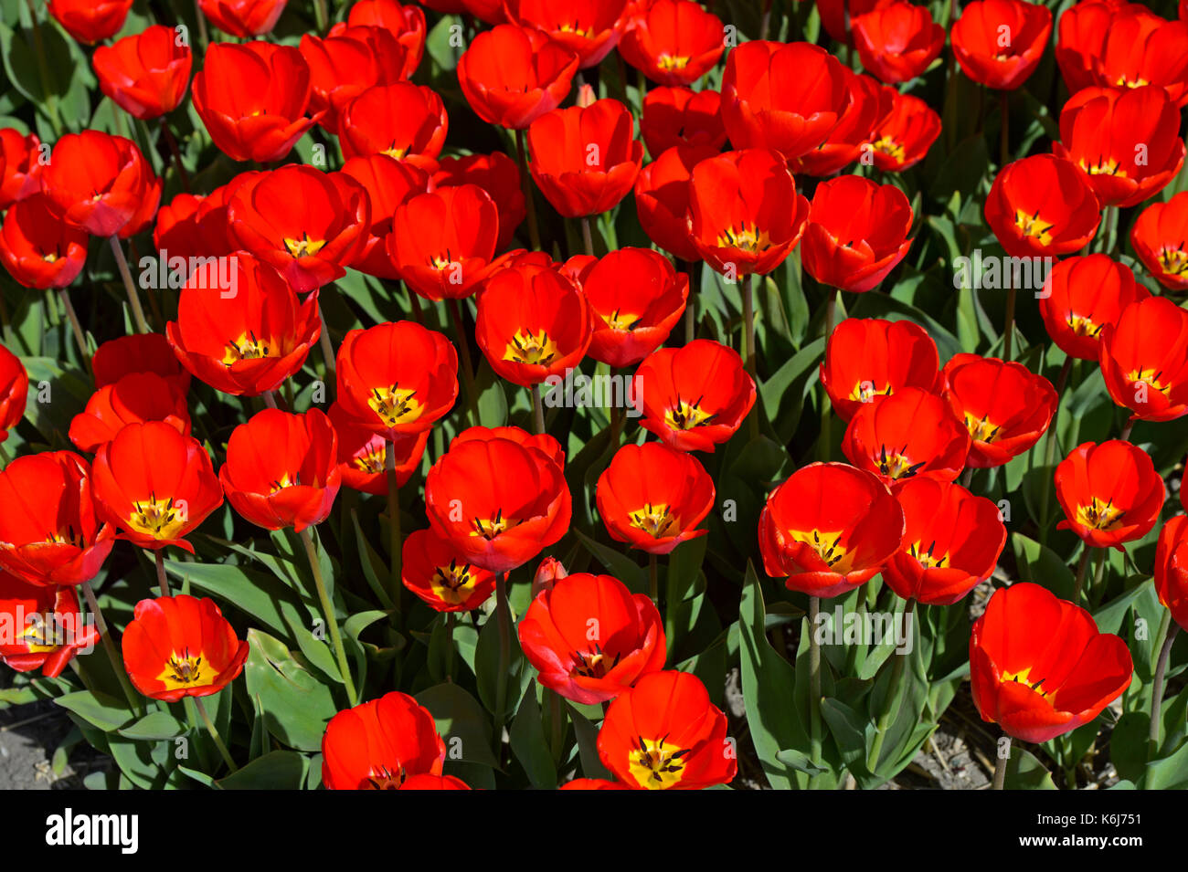 Field with red tulips in the area of Bollenstreek, Noordwijkerhout, Netherlands Stock Photo