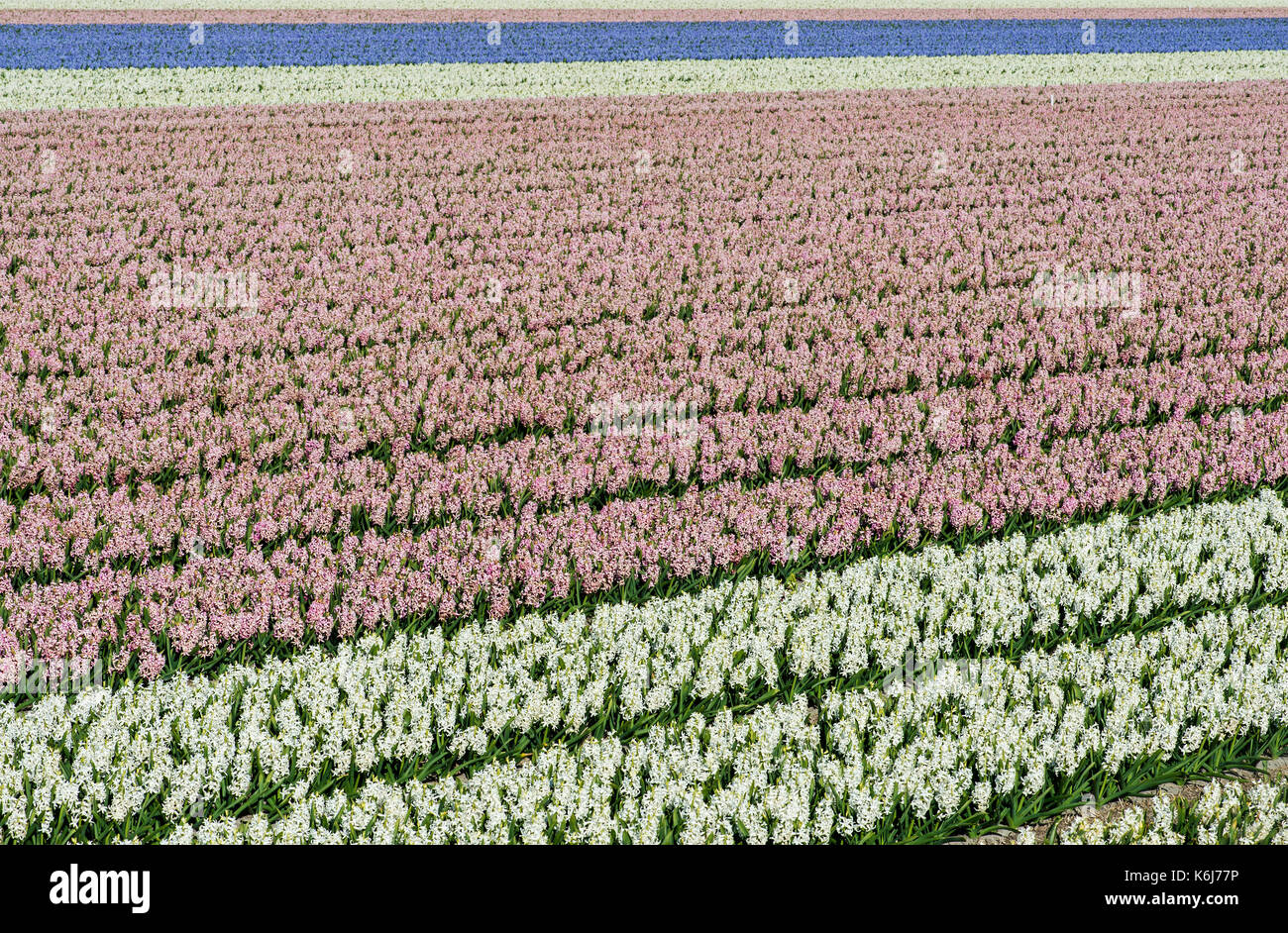 Blooming hyacinth field in the area of Bollenstreek, known for the production of spring flower bulbs,  Netherlands Stock Photo