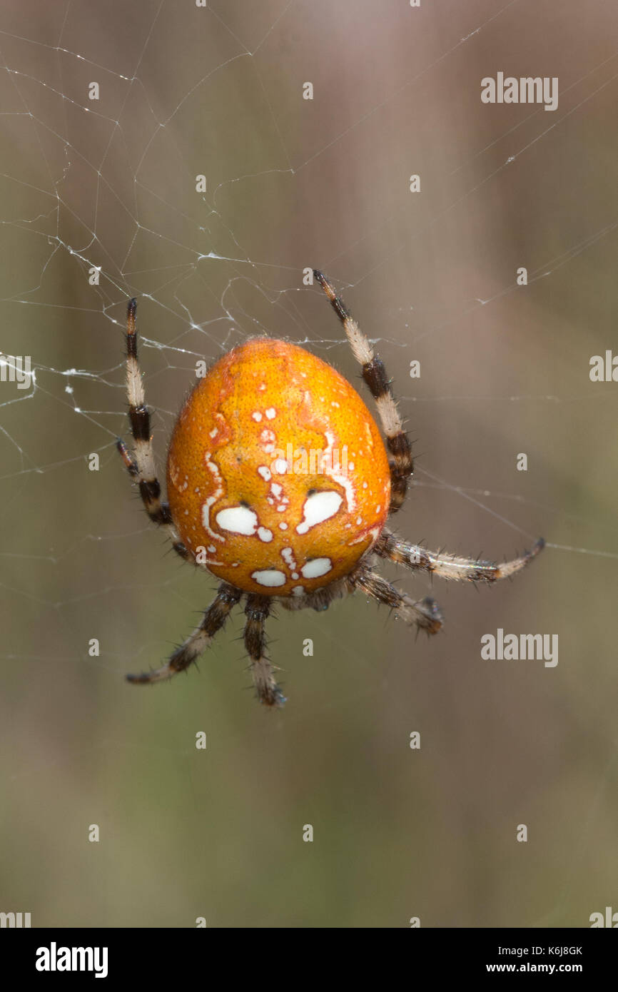 Close-up of female four-spotted orbweaver spider on a web in heathland, UK Stock Photo