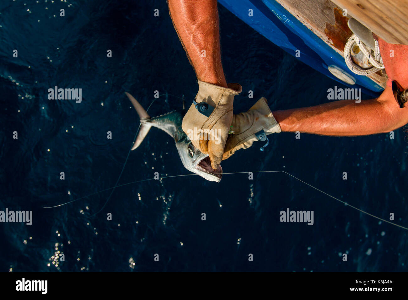 King mackerel fish hires stock photography and images Alamy