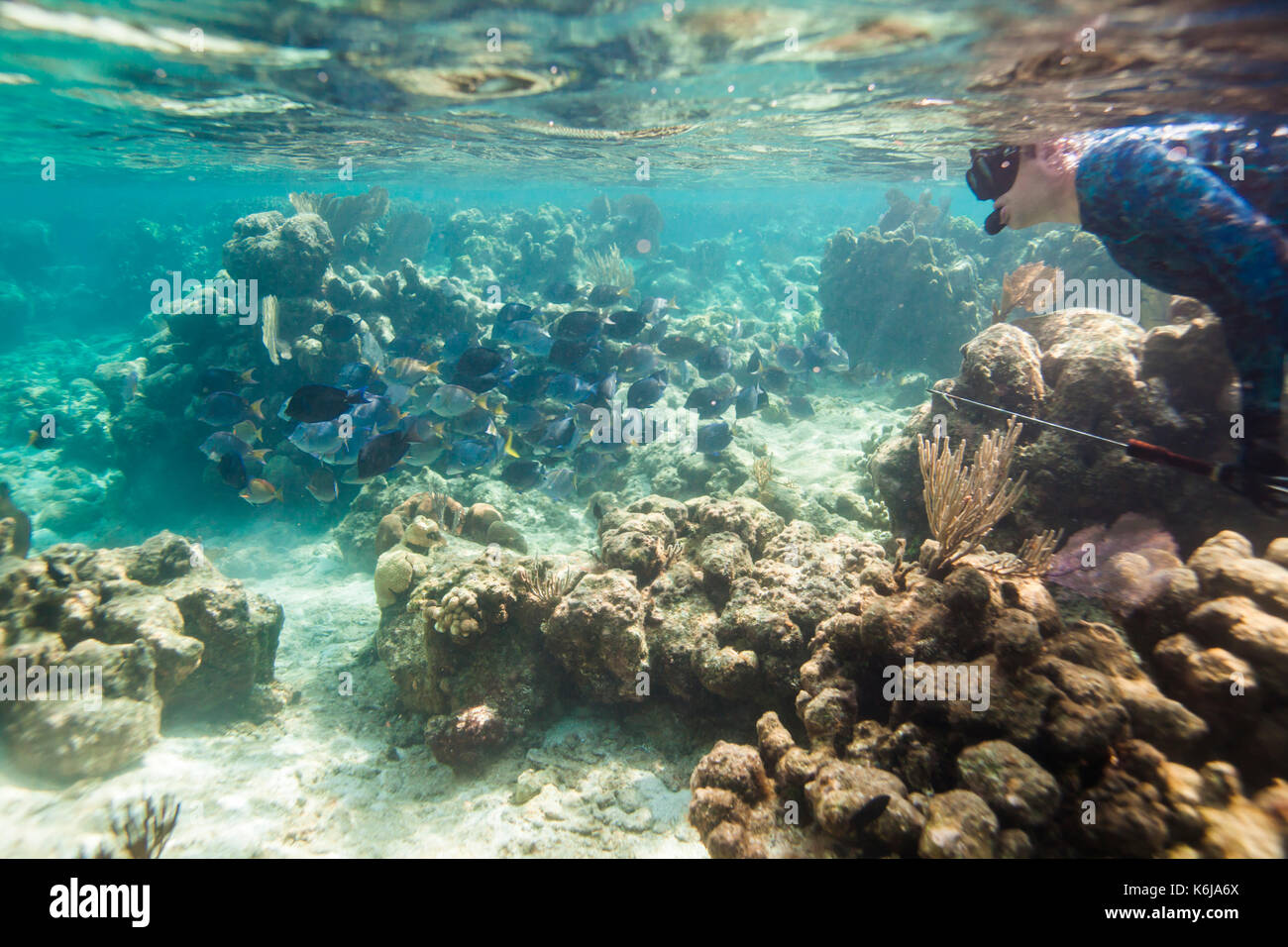 A man with a spear gun snorkels near a school of Tang among reef and coral in shallow water off Utila Island, Honduras. Stock Photo