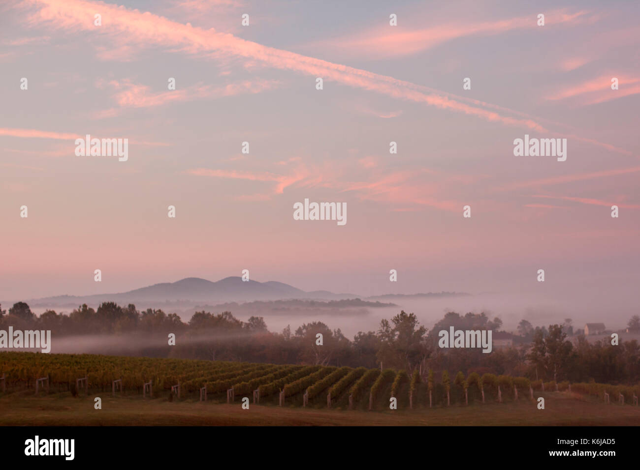 Vineyard at sunrise with fog, Delaplane, Virginia, USA Stock Photo