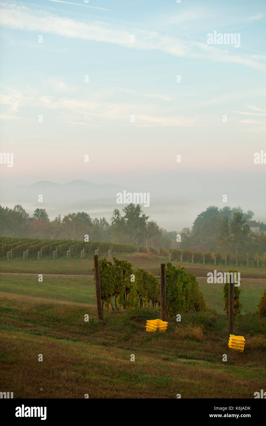 Fog hanging over green vineyard at dawn, Delaplane, Virginia, USA Stock Photo