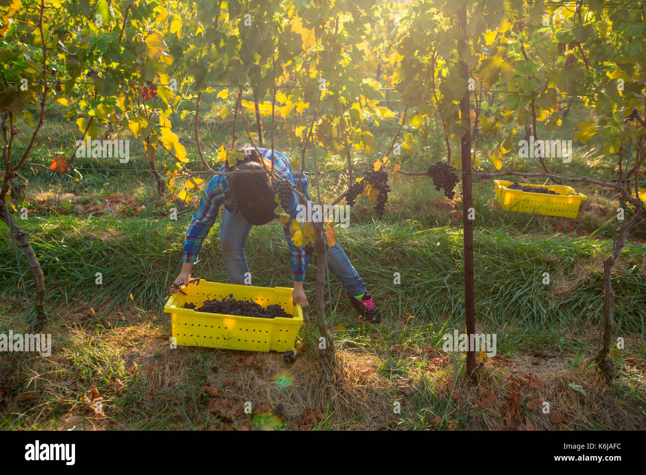 Worker bending while harvesting grapes in vineyard, Delaplane, Virginia, USA Stock Photo