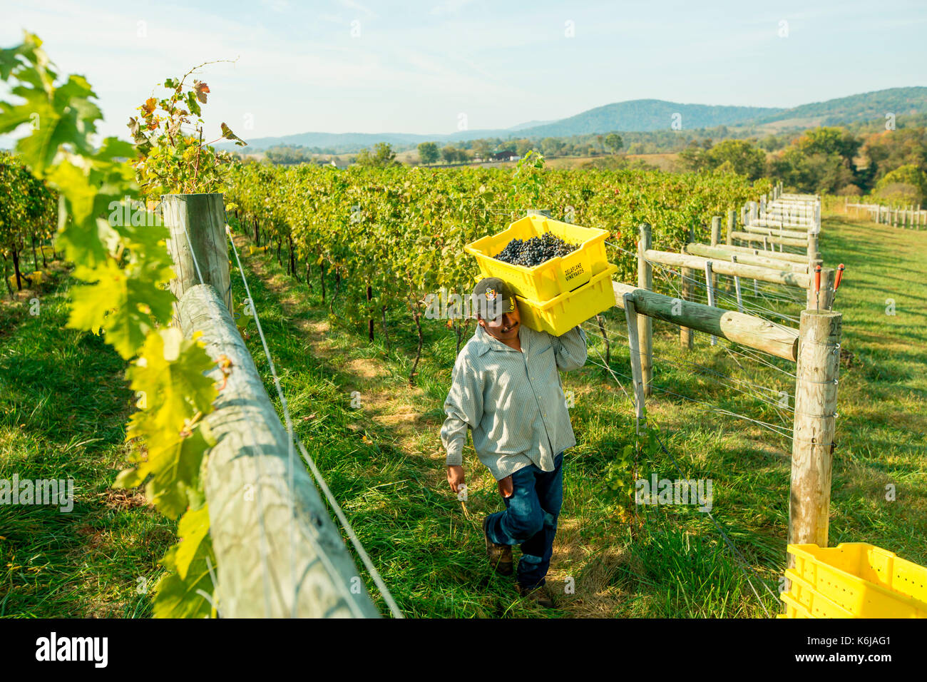 Male worker walking in vineyard and carrying boxes of harvested grapes, Delaplane, Virginia, USA Stock Photo