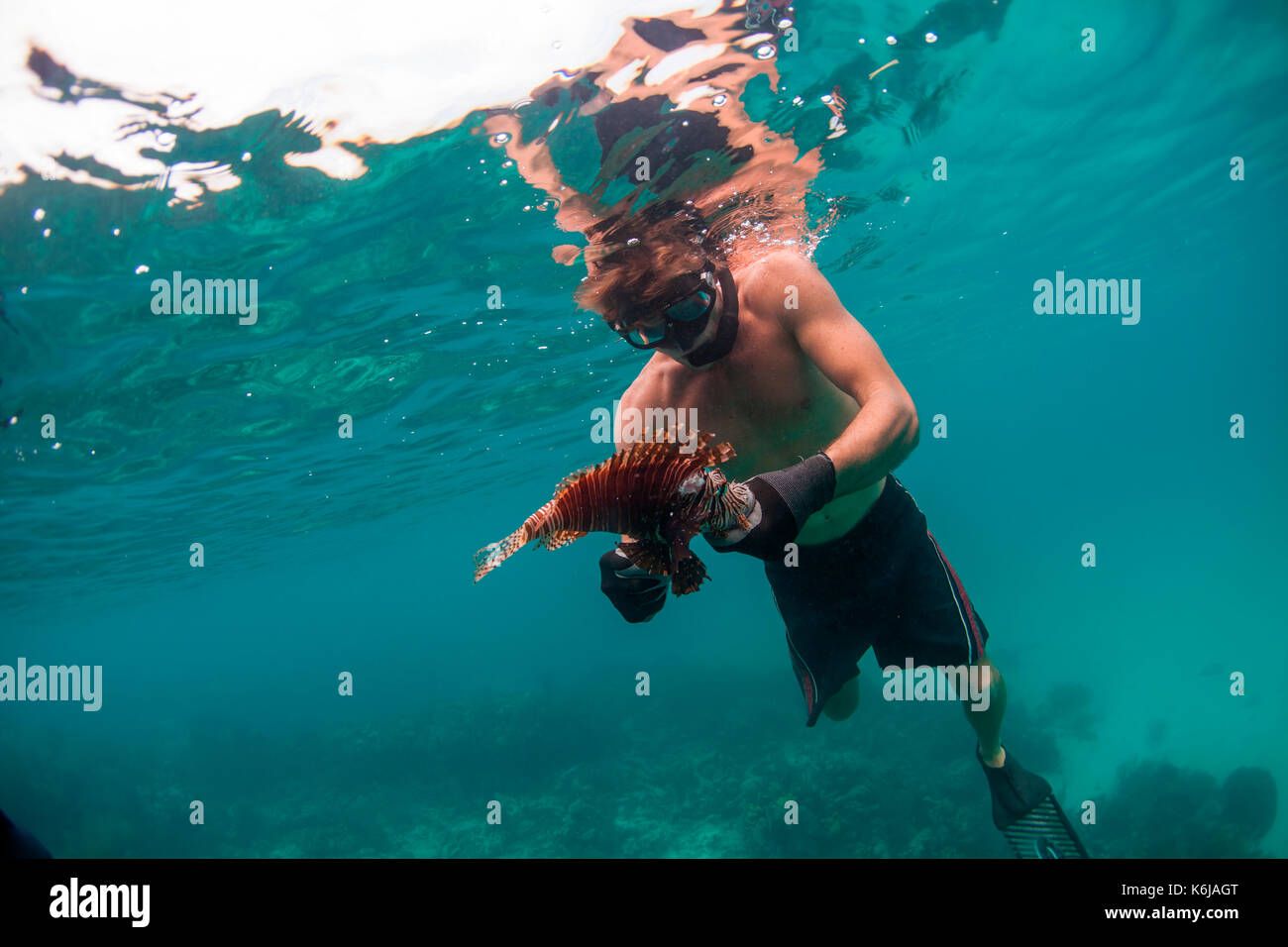 Man handling lion fish after spearing it, Atlantic Ocean Stock Photo