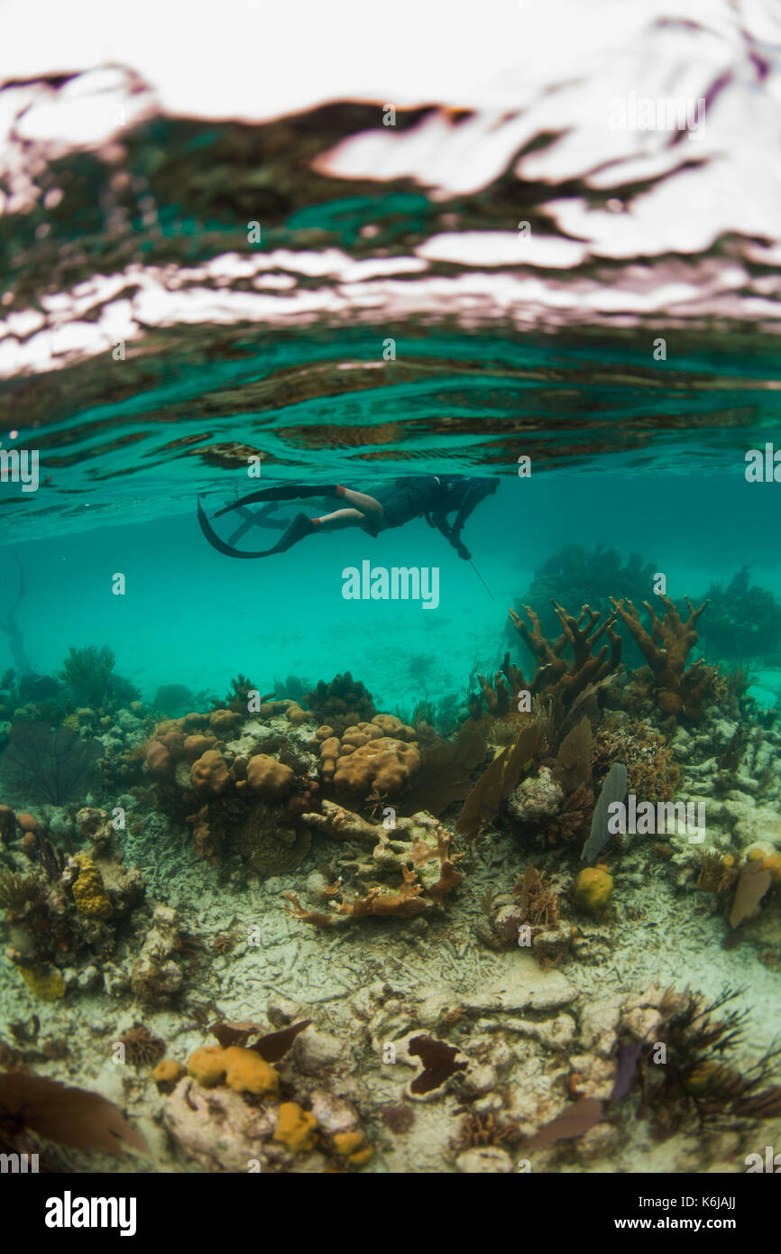 Man searching for lion fish while freediving and spearfishing it over Caribbean Reefs, Atlantic Ocean Stock Photo