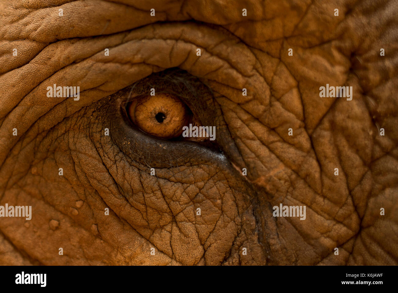 Amazing eye of Asian Elephant (Elephas maximus), Chiang Mai, Thailand Stock Photo