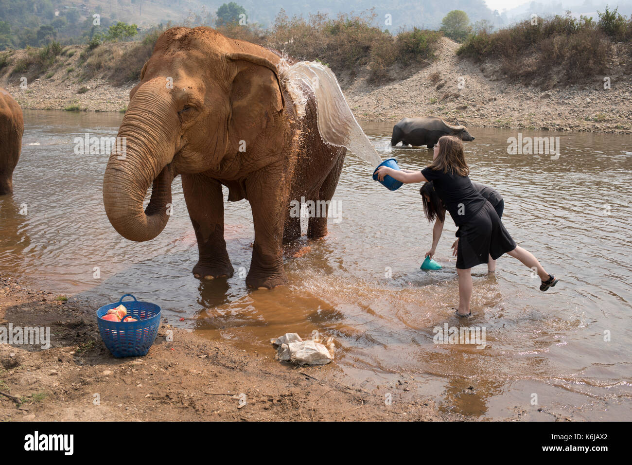 Park patrons bathing elephants during visit, Chiang Mai, Thailand Stock Photo