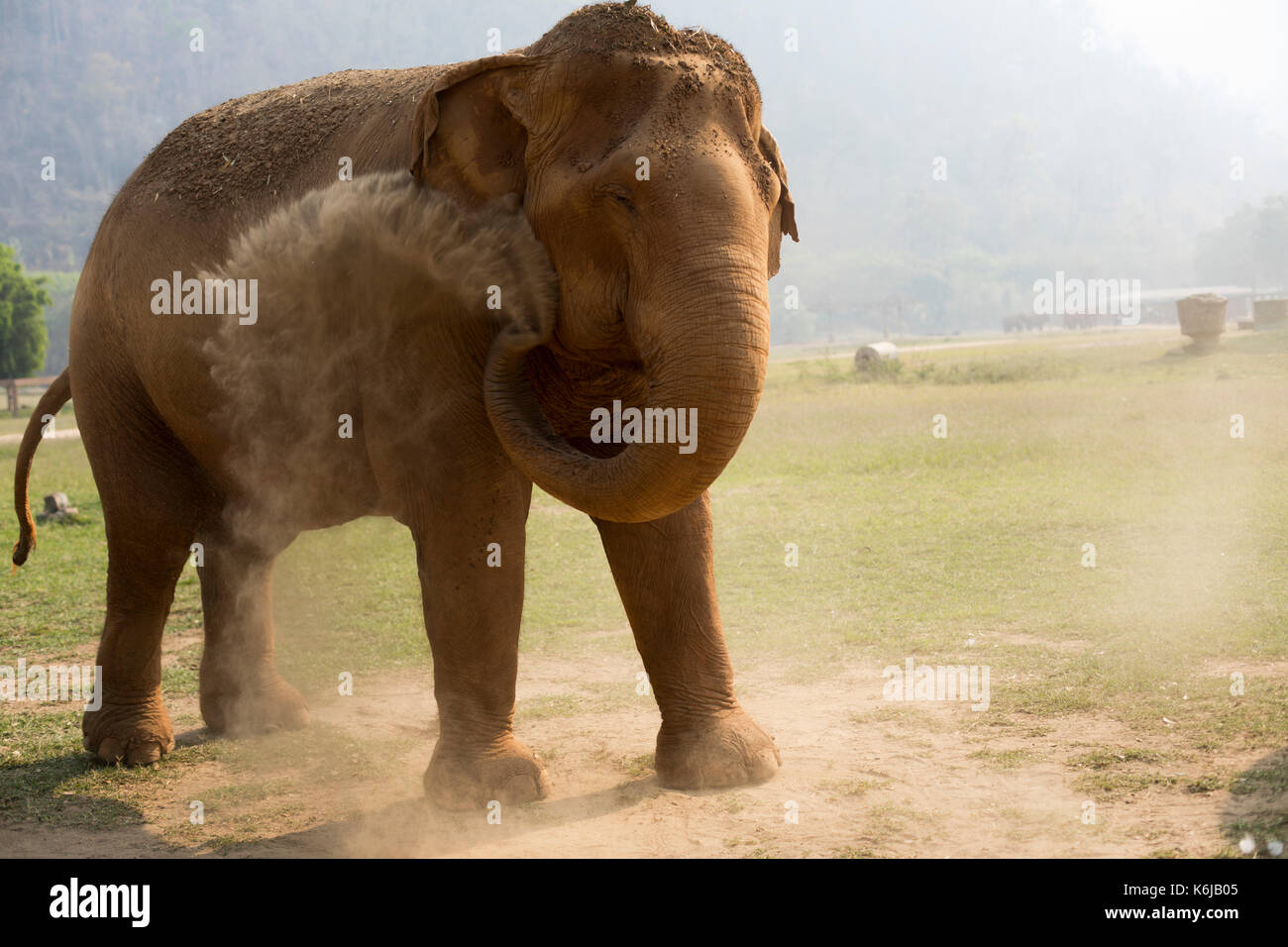 Front view of elephant throwing dust, Chiang Mai, Thailand Stock Photo