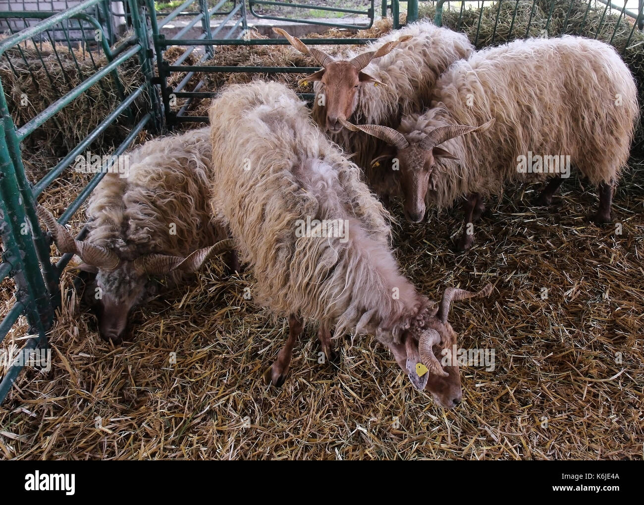 Racka breed of sheep known for spiral shaped horns Stock Photo