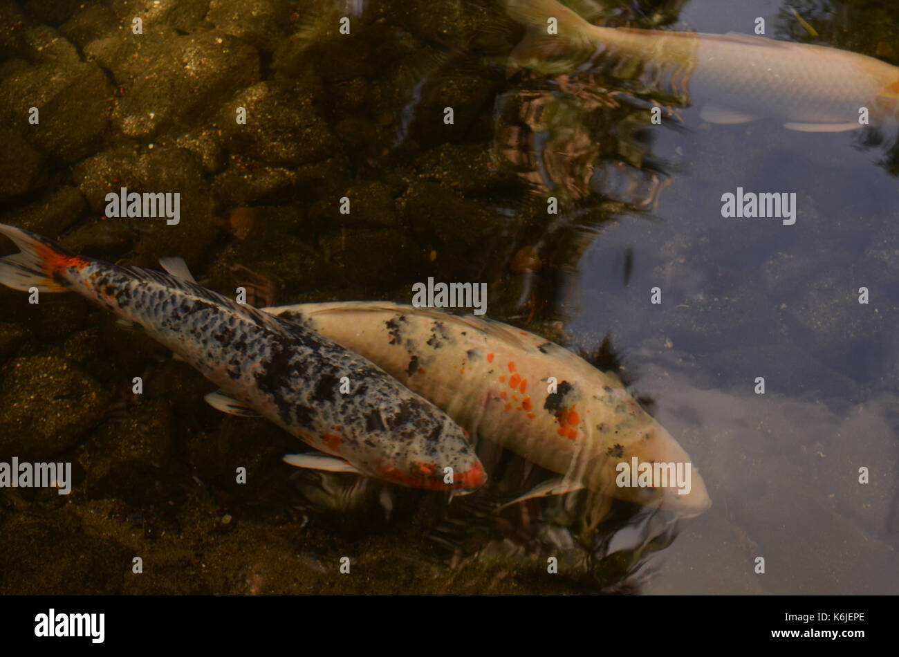 koi fish swimming in pond Stock Photo