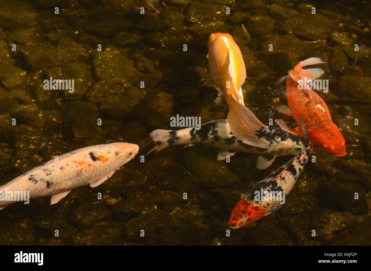 koi fish swimming in pond Stock Photo