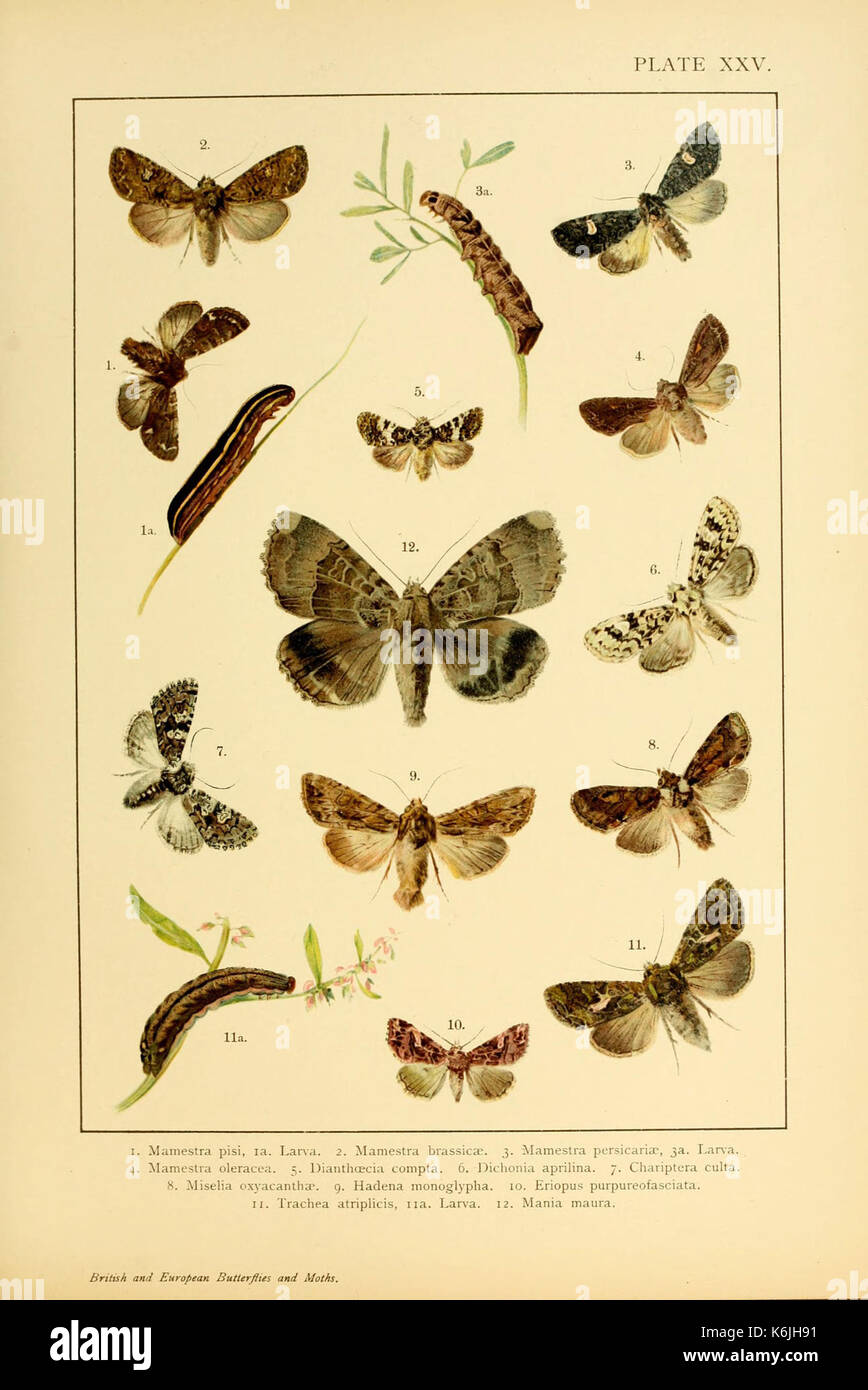 British And European Butterflies And Moths (Macrolepidoptera) (Plate ...