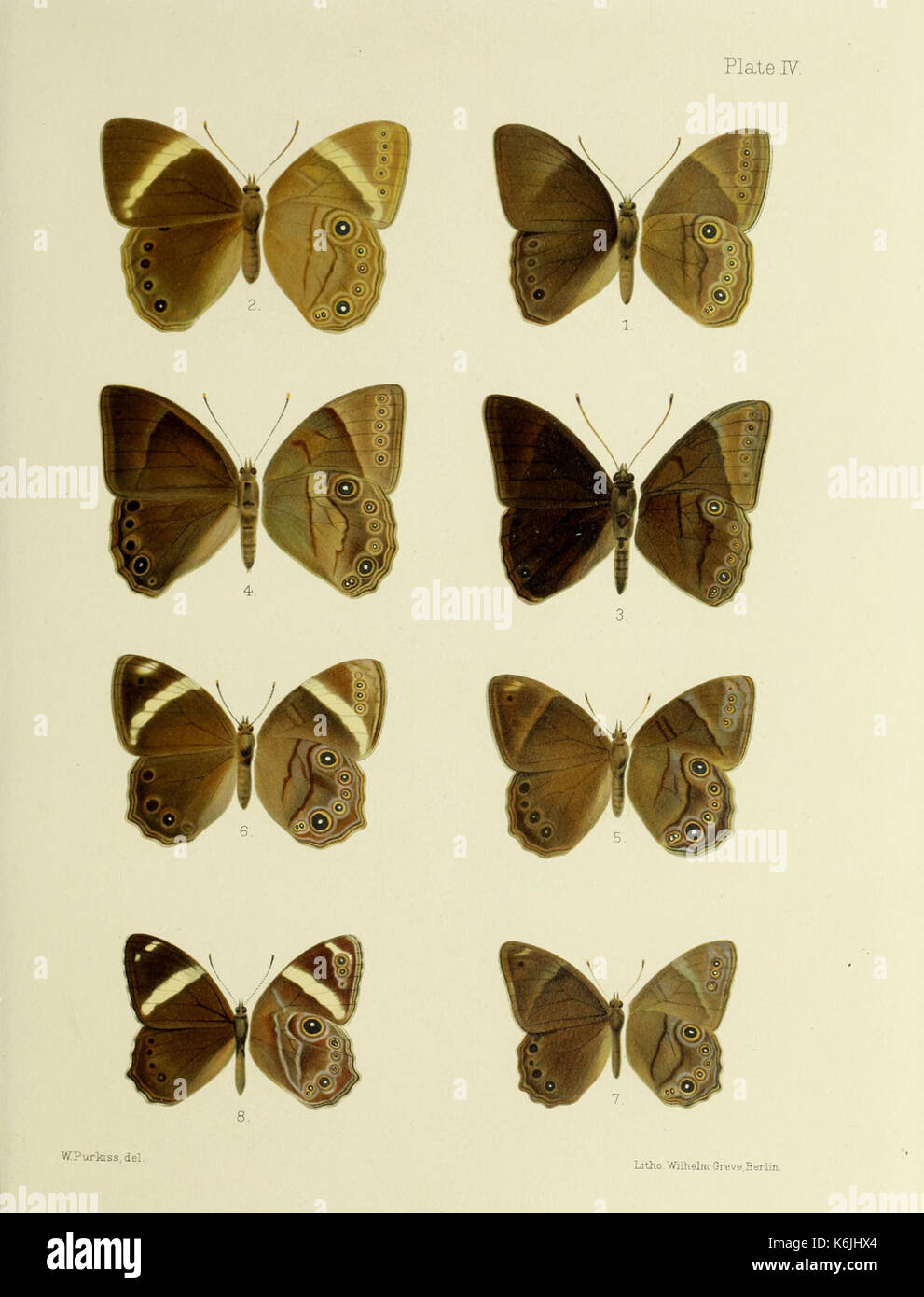 Butterflies in japan hi-res stock photography and images - Alamy