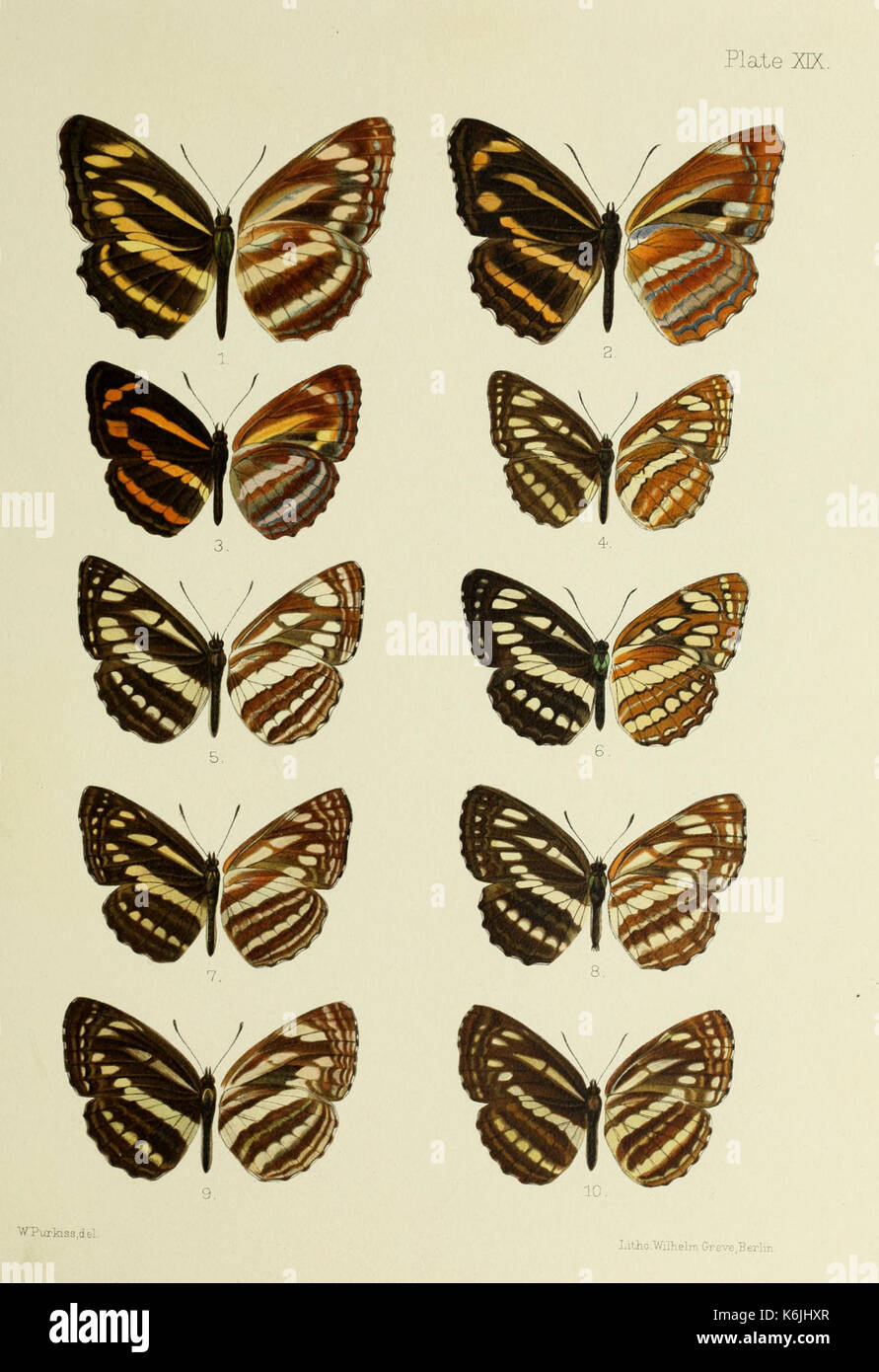 Butterflies from China, Japan, and Corea (PL. XIX) BHL45490874 Stock Photo