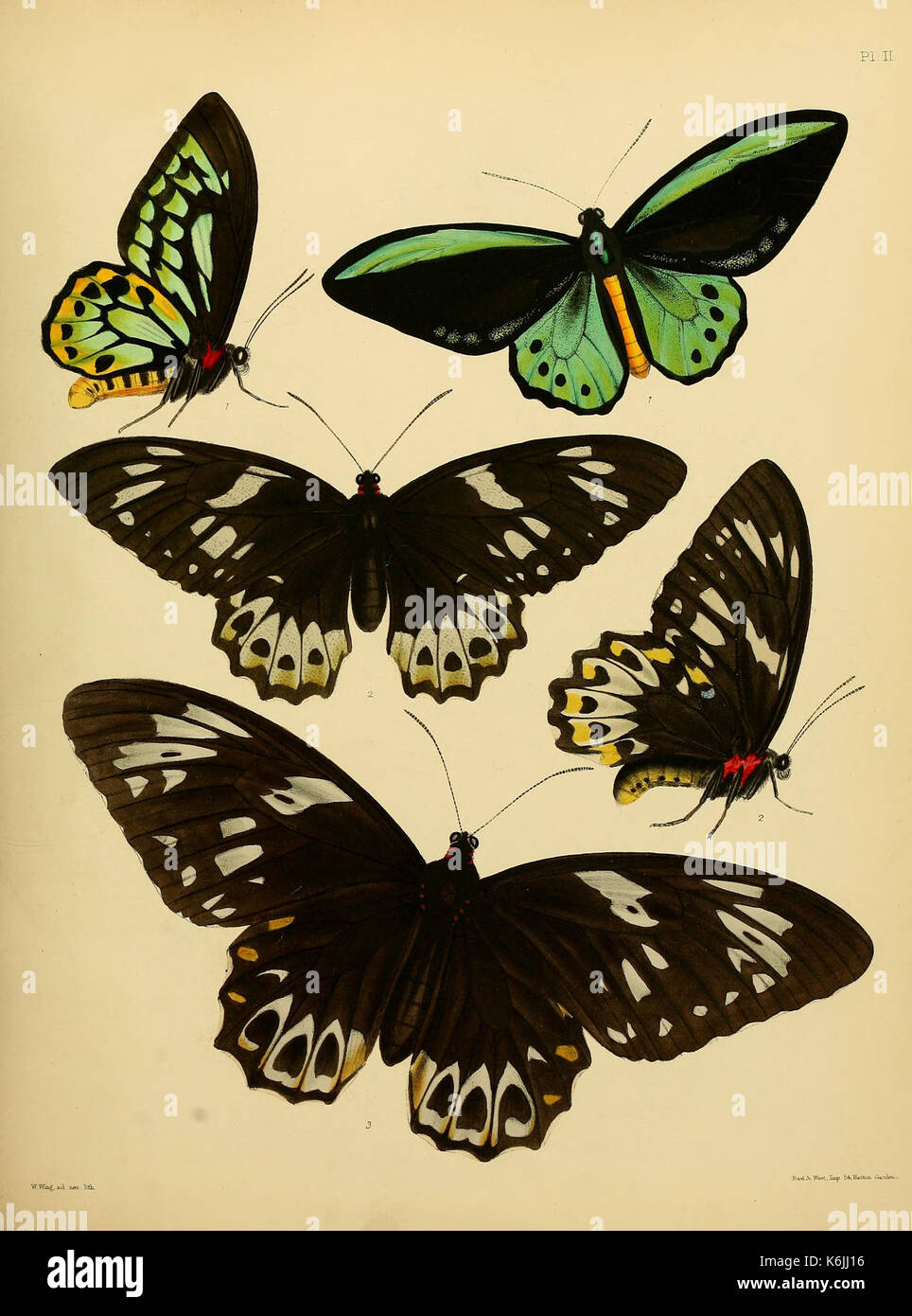 This plate from the 'Catalogue of Lepidopterous Insects' illustrates ...