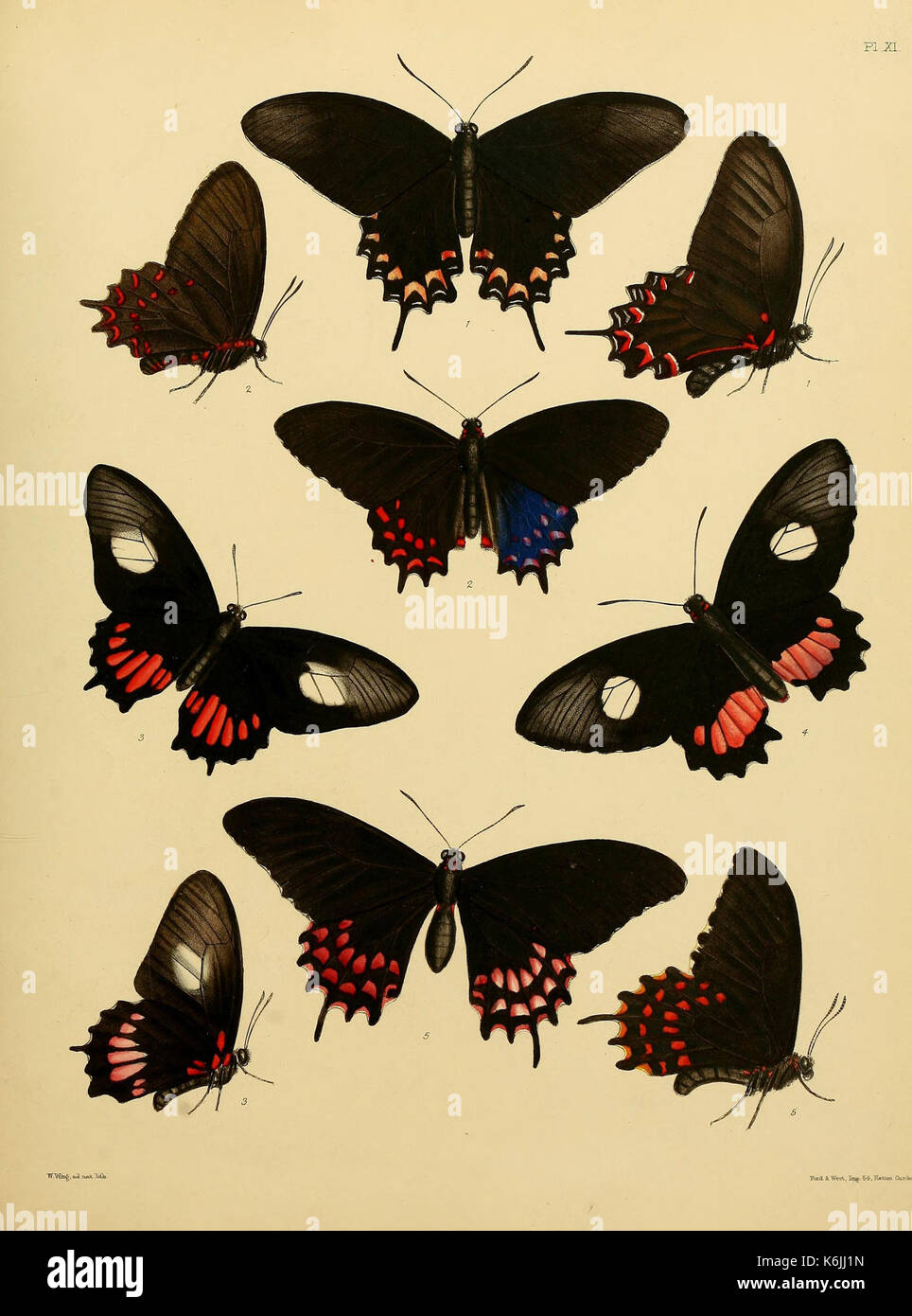 Catalogue of lepidopterous insects in the collection of the British ...