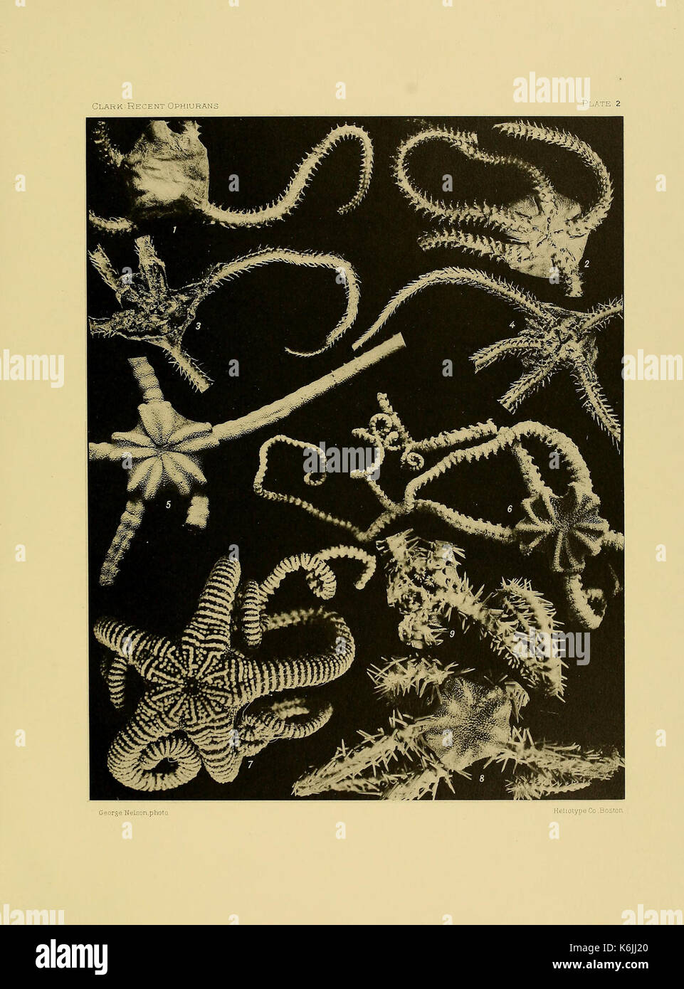 Sea creature classification hi-res stock photography and images - Alamy