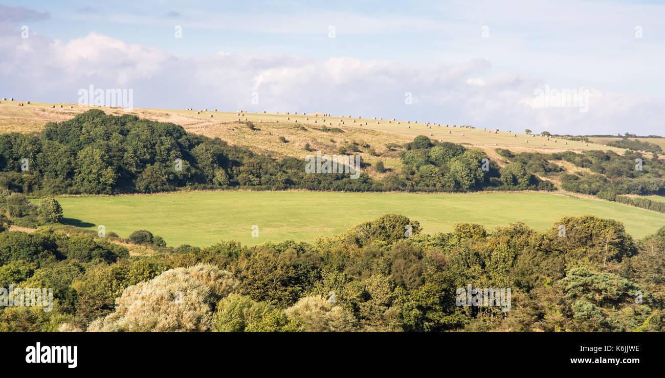 Hay bales drying in the summer sun dot hillsides in the Purbeck