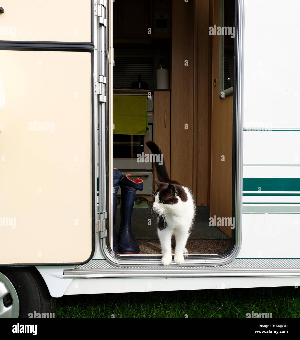 Black and White domestic cat standing in the doorway of a caravan on holiday in UK Stock Photo