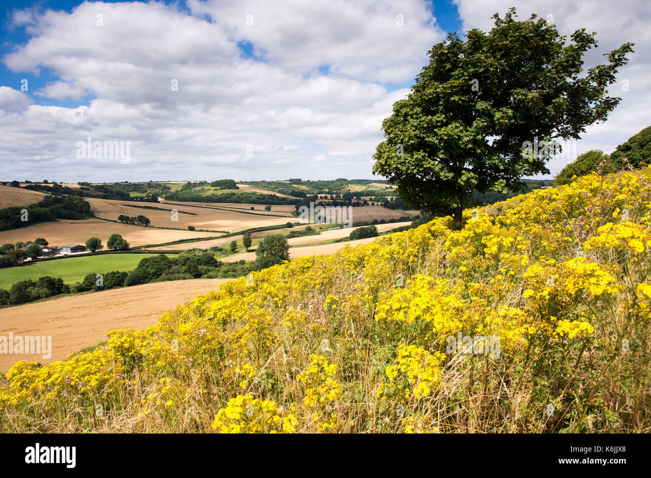 Fields of crops and pasture in the Cerne Valley, nestled in the rolling landscape of England's Dorset Downs. Stock Photo