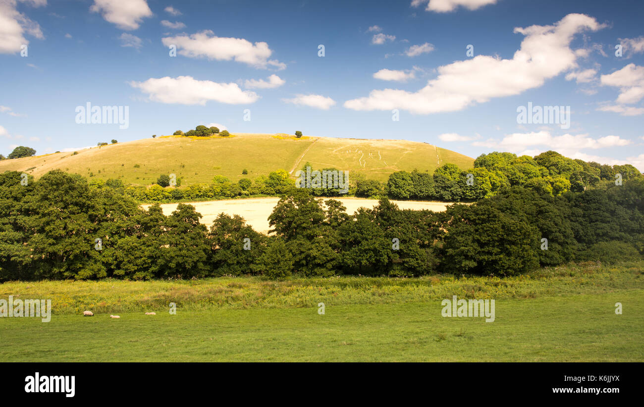 The chalk hill figure at Cerne Abbas in the rolling landscape of Stock