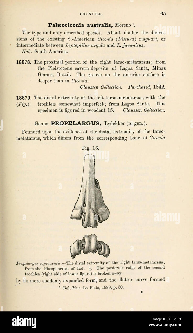 Catalogue of the fossil birds in the British Museum (Natural History