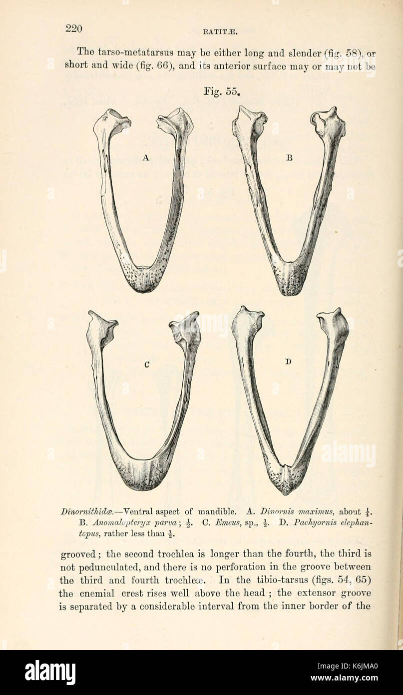 Catalogue of the fossil birds in the British Museum (Natural History