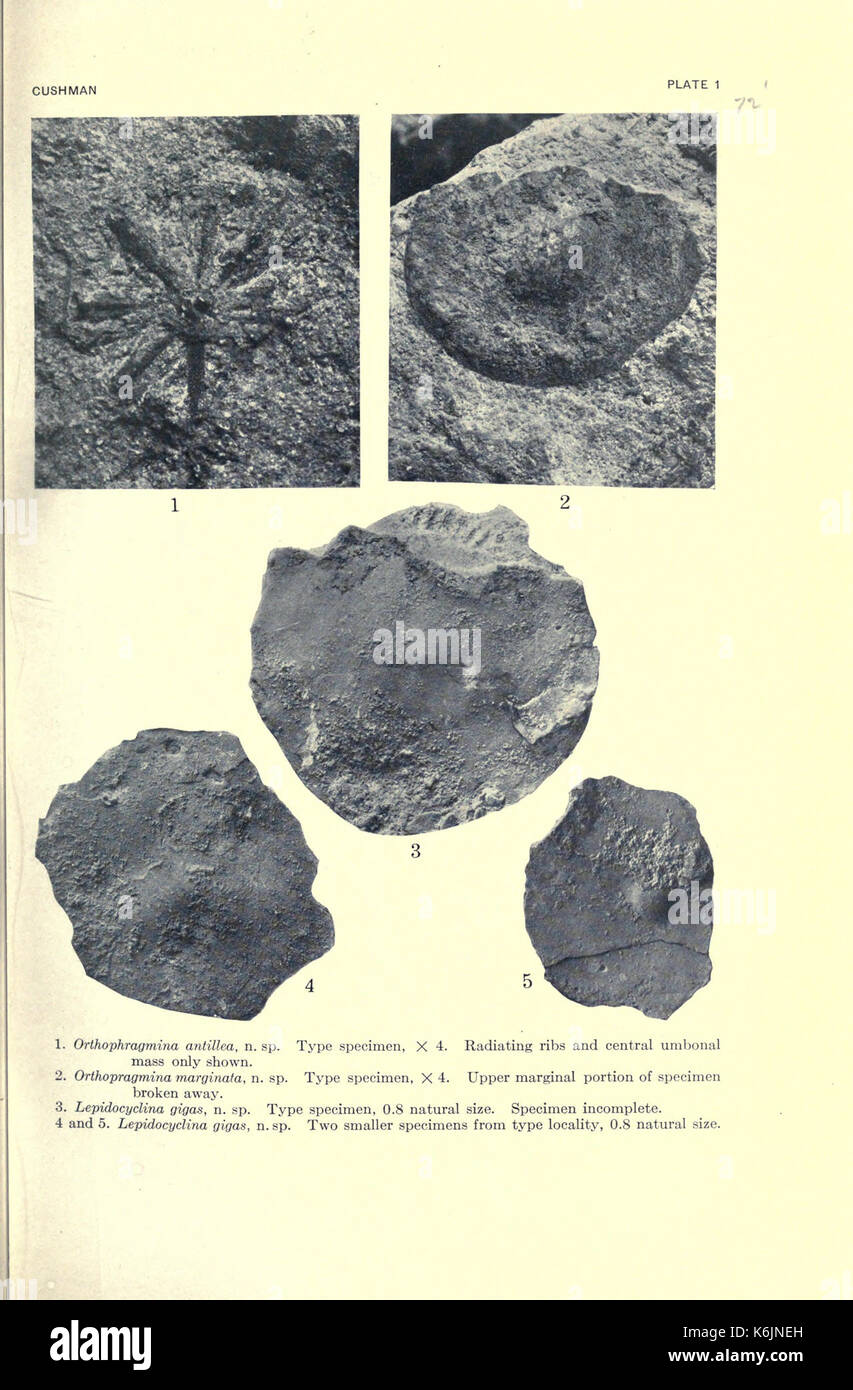 Caribbean paleontology hi-res stock photography and images - Alamy