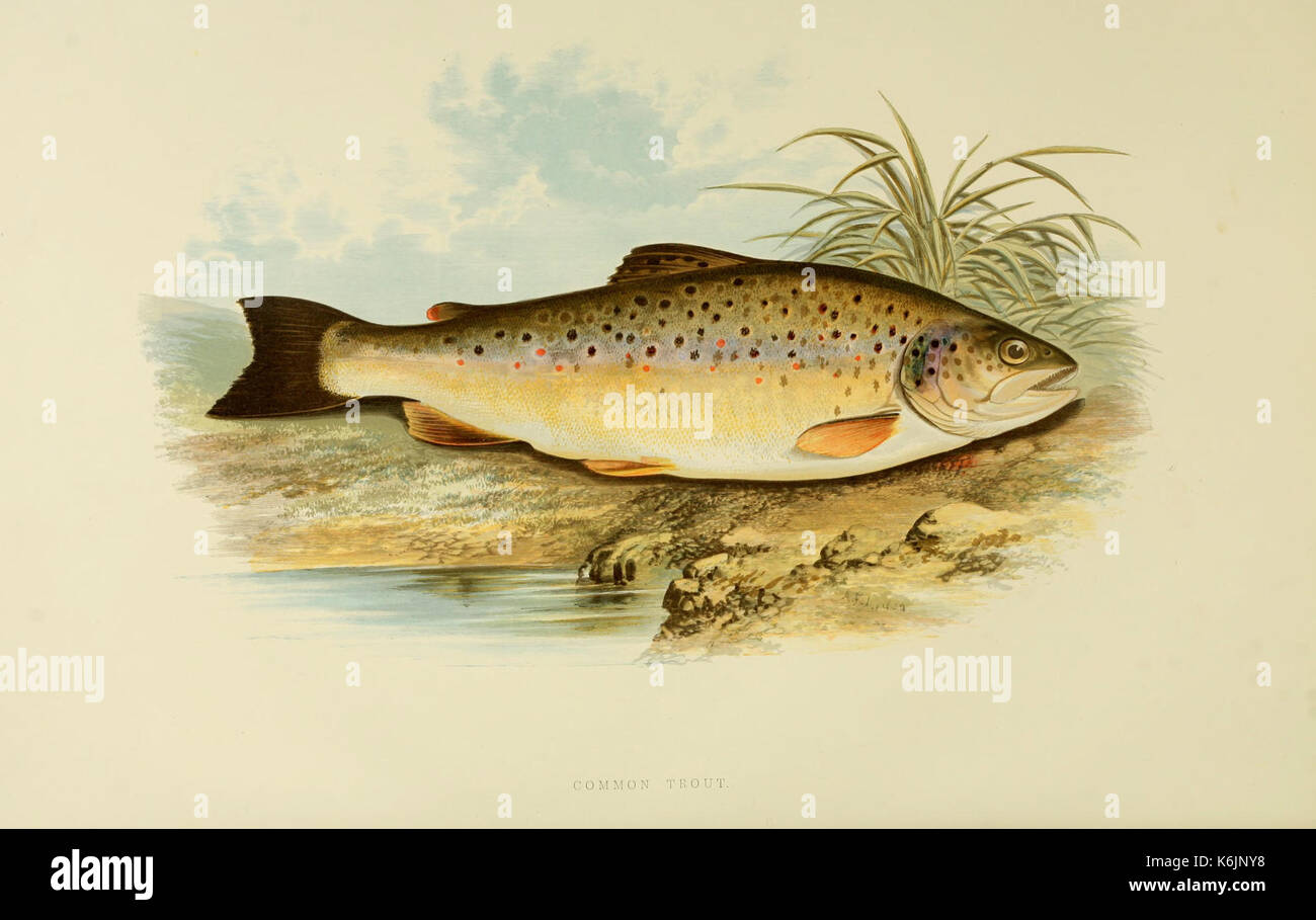 British fresh water fishes (Plate Common trout) BHL6175024 Stock Photo