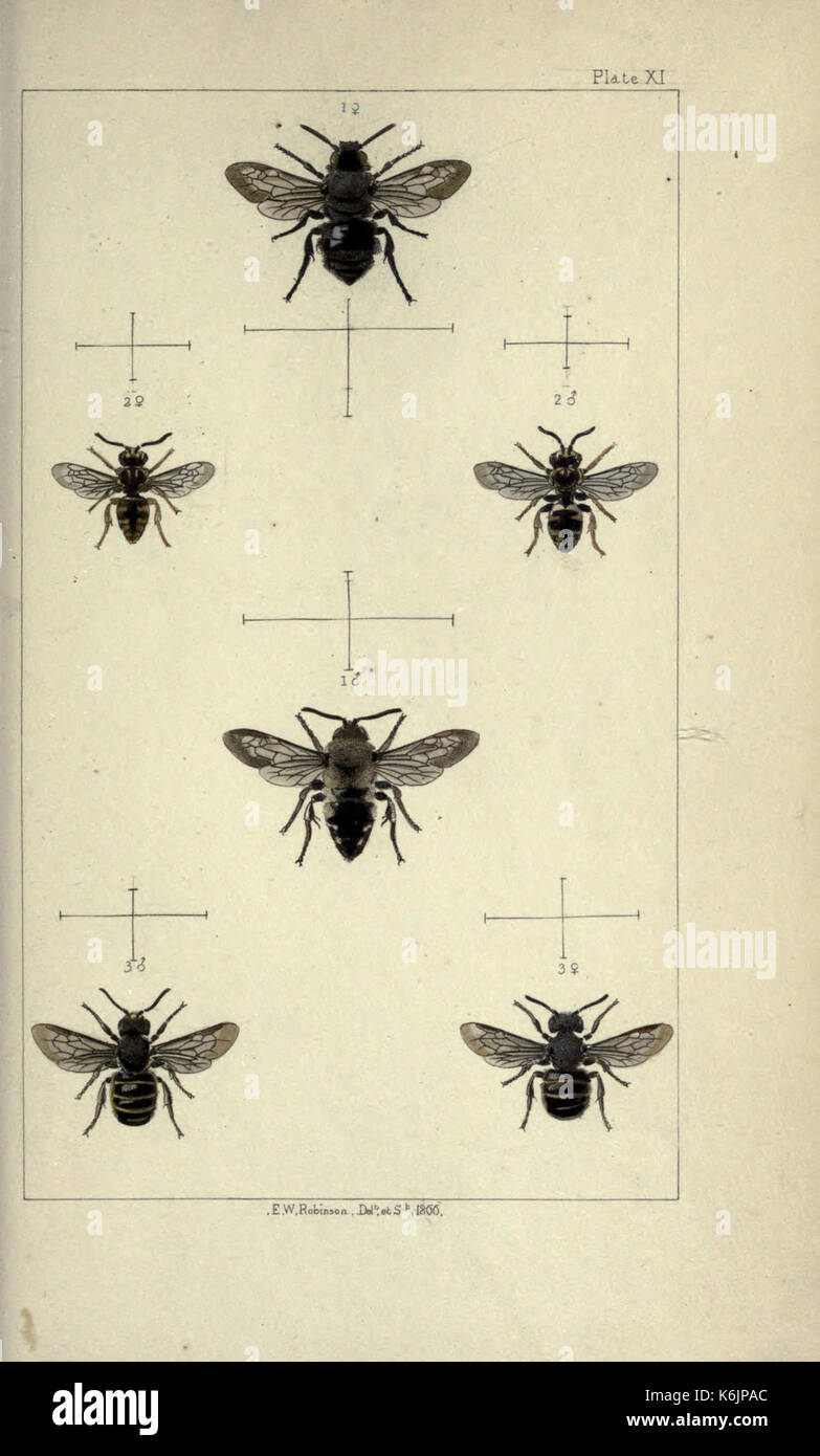 Bees Origin British bees an introduction to the study of the natural history and ...