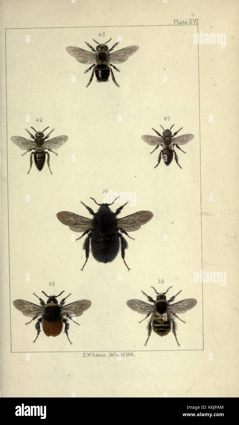 Bees Origin British bees an introduction to the study of the natural history and ...