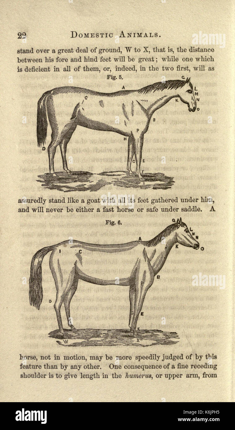 Historical roles of animals hi-res stock photography and images - Alamy