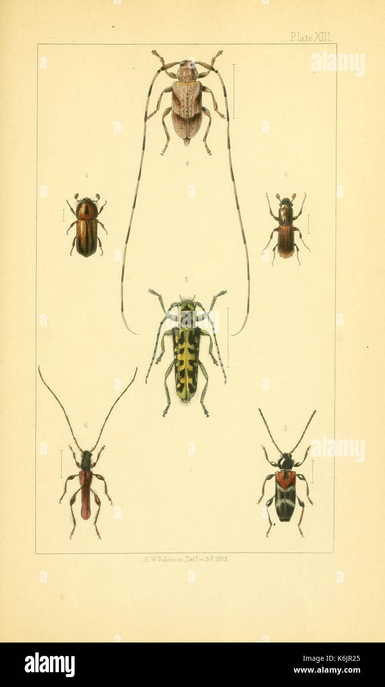 British Biters Insects British beetles an introduction to the study of our indigenous ...