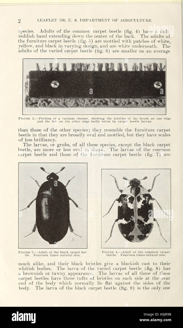 Carpet beetles hires stock photography and images Alamy