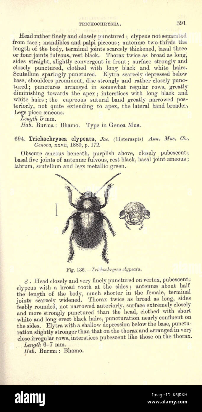 Coleoptera (Page 391) BHL18157001 Stock Photo